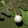 image:imageRossSimons 1314mm Cultured Pearl Necklace in 14kt Yellow Gold200 Inches
